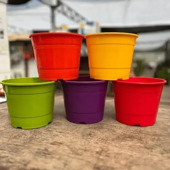 TA Rocio 10