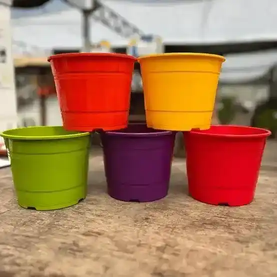 TA Rocio 12