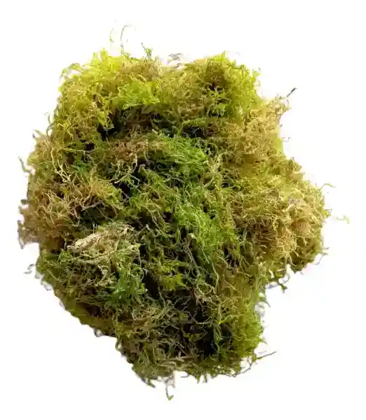 Musgo Tucumano (bolsa de papa)